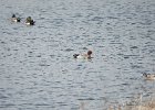 Eurasian Wigeon (27)