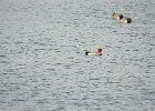 Eurasian Wigeon (28)