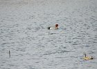 Eurasian Wigeon (29)