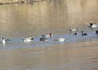 Eurasian Wigeon (3)