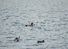 Eurasian Wigeon (30)