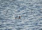 Eurasian Wigeon (37)
