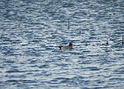 Eurasian Wigeon (39)