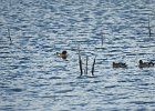 Eurasian Wigeon (44)