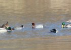 Eurasian Wigeon (6)