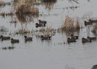 American Wigeon (16)