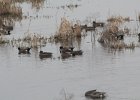 American Wigeon (17)