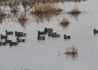 American Wigeon (18)