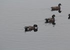 American Wigeon (25)