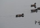 American Wigeon (27)