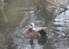 American Wigeon (31)