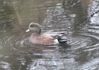 American Wigeon (32)