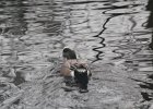 American Wigeon (33)