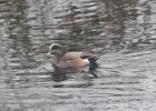 American Wigeon (34)