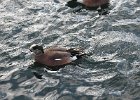 American Wigeon (35)