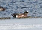 American Wigeon