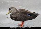 001 - 26 American Black Duck