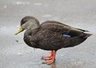 101American Black Duck (18)