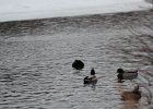 American Black Duck (10)