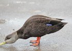 American Black Duck (13)