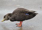 American Black Duck (15)