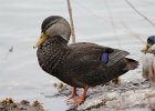 American Black Duck (16)