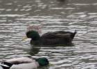 American Black Duck (17)