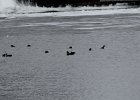 American Black Duck (2)