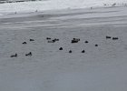 American Black Duck (4)