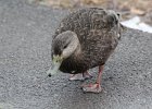 American Black Duck (5)