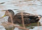 American Black Duck (6)