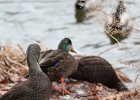 American Black Duck (7)