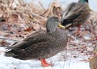 American Black Duck (9)