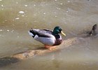 Mallard (1)
