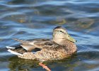 Mallard (10)