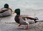 Mallard (12)