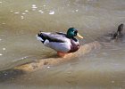 Mallard (2)