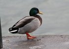 Mallard (20)