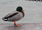 Mallard (21)