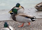 Mallard (22)
