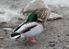Mallard (24)