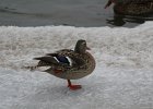 Mallard (25)