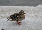 Mallard (26)