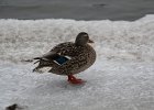 Mallard (27)