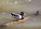 Mallard (3)