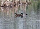 Mallard (6)