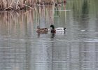 Mallard (7)