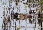 101Blue-winged Teal