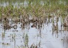 Blue-winged Teal (1)