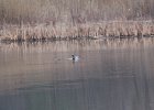 Blue-winged Teal (11)